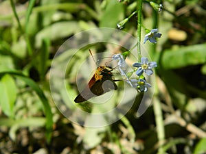 Moth on the flower