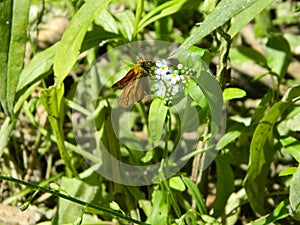 A moth on the flower