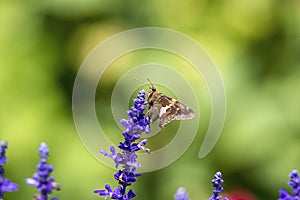 Moth on a flower in a garden