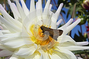 Moth on a flower