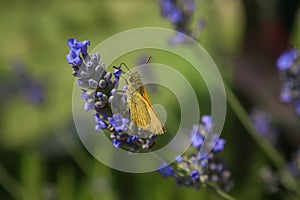 The moth and the flower