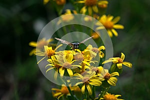 Moth on flowers in Colorado