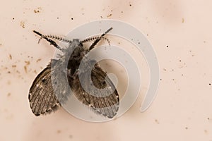 Moth Fly