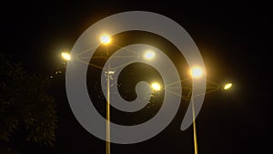 Moth Flying Around Streetlamps at Night