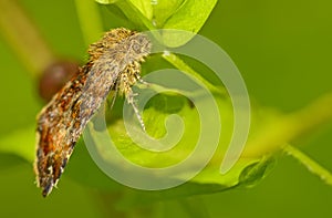 Moth in forest