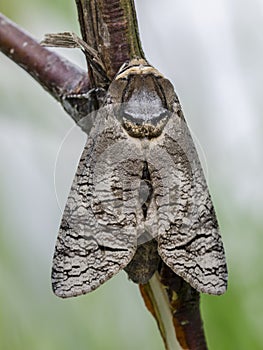 Moth