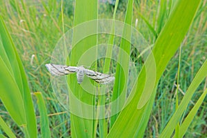 Moth on grass photo