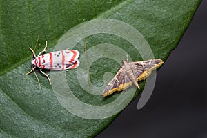 Moth on green leaf photo