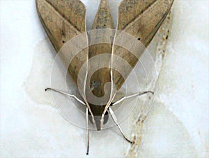 Moth on the ground