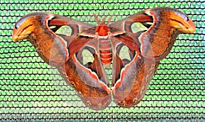 Moth photo