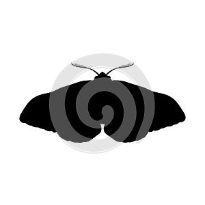Moth insect black silhouette animal