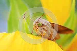 Moth insects on plant