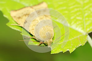 Moth insects on plant