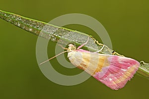Moth insects on plant
