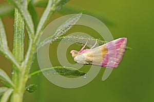 Moth insects on plant