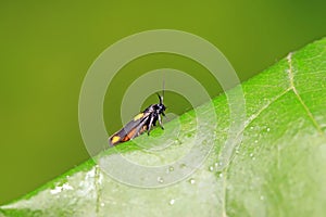 Moth insects on plant