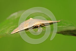 Moth insects on plant
