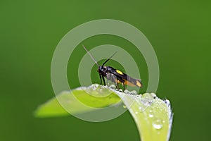 Moth insects on plant