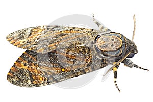 Moth isolated on white