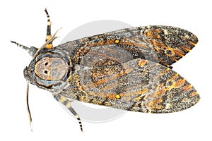 Moth isolated on white