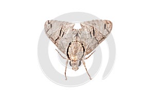 Moth