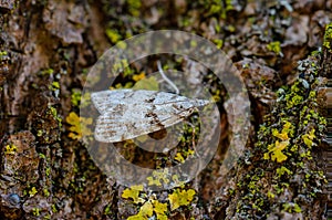 Moth lands on old plum trunk in the garden