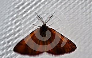 Moth with large antennae