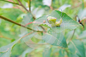 moth larva