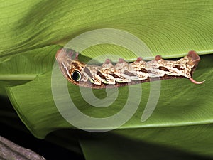 Moth larva,Pergesa actea (Cramer,1779)