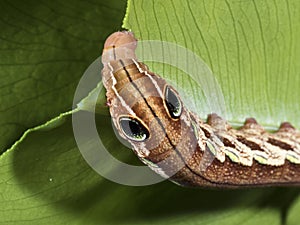 Moth larva,Pergesa actea (Cramer,1779)