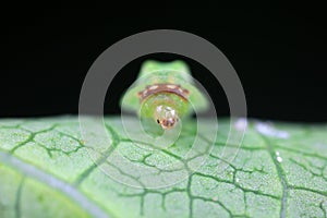 moth larvae on plants in nature