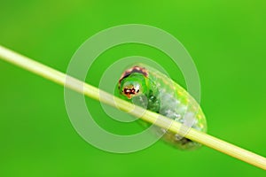 moth larvae on plants in nature