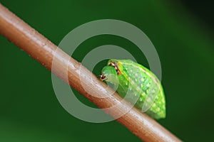 moth larvae on plants in nature