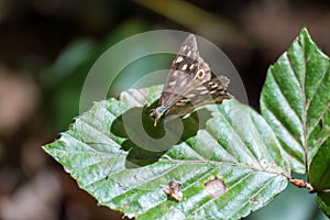 Moth on leaf of beech spring time sun