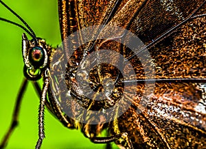 moth on leaf, photo as a background