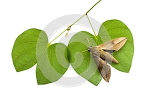 Moth on leaves on white background.