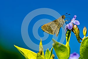 Moth - lepidoptera - on purple flower with blue sky at background, macro phototography