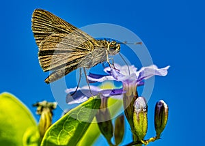 Moth - lepidoptera - on purple flower with blue sky at background, macro phototography
