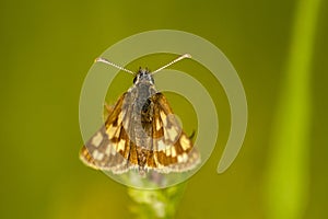 Moth Loxostege sticticalis on plant