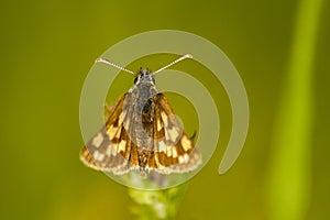 Moth Loxostege sticticalis on plant photo