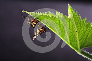 Moth mating
