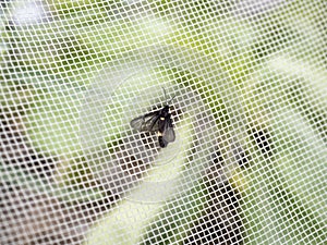 Moth on net in vegetable garden