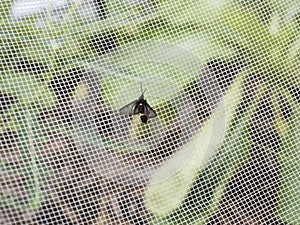 Moth on net in vegetable garden photo