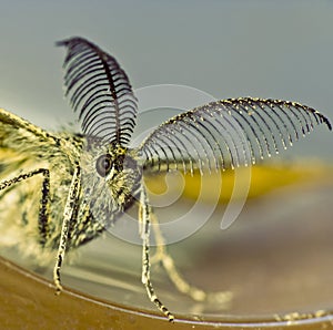 Moth night butterfly