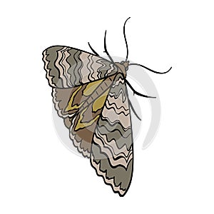 Moth, night butterfly. Insect pest moth single icon in cartoon style vector symbol stock isometric illustration web.