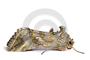 Moth,night butterfly