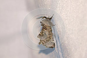 Moth of Noctuidae