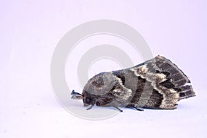 Moth of Noctuidae