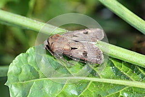 Moth of Noctuidae family on beet plant commonly known as owlet moths.