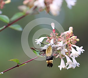 Moth, North American Clearwing